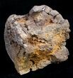 Bargain Edmontosaurus Vertebrae - South Dakota #9884-1